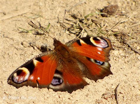 Paon Du Jour Le N N Aglais Ion Observatoire De La