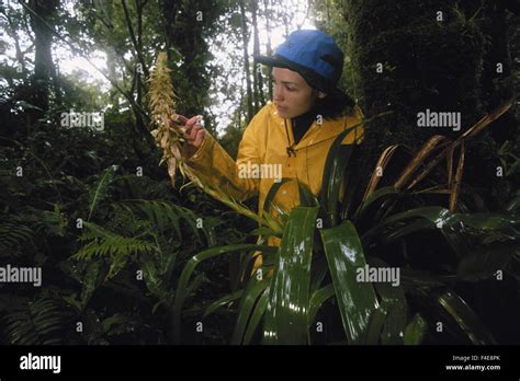 Panama, Volcano Baru, Chiriqui Province, La Amistad International Park, Woman looking at cluster ...