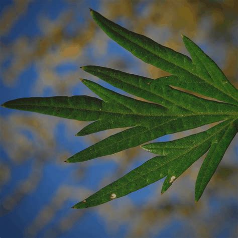 mugwort featured · CommonWealth Holistic Herbalism