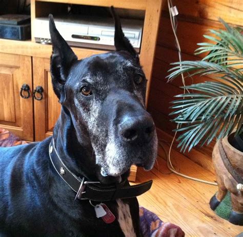 Pin By Jacqueline Russell On Danes Of The World Great Dane Dogs