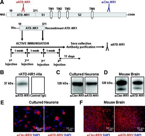 Functional Occurrence Of The Interaction Of Tissue Plasminogen