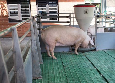 American Landrace Pig Breed Information and Guide