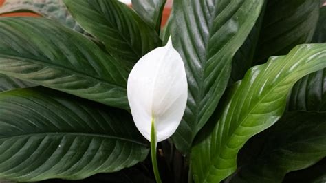 Cómo cuidar una cuna de Moisés para convertirla en una planta gigante