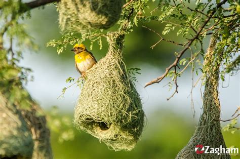 Weaver Bird Nest Construction