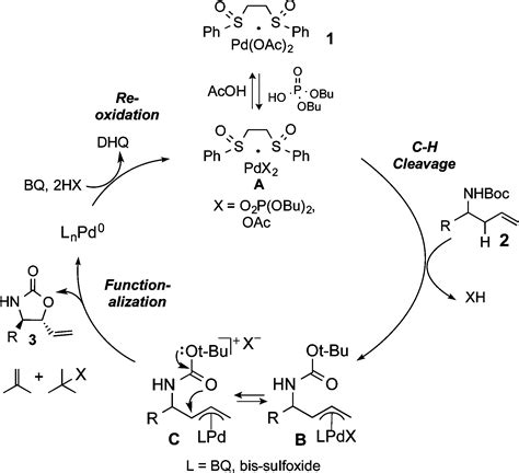 N Boc Amines to Oxazolidinones via Pd II Bis sulfoxide Brønsted Acid