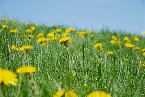 Free Images Nature Lawn Meadow Dandelion Prairie Sunlight