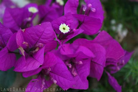 Purple Queen Bougainvillea Photograph By Ryan Rodriguez