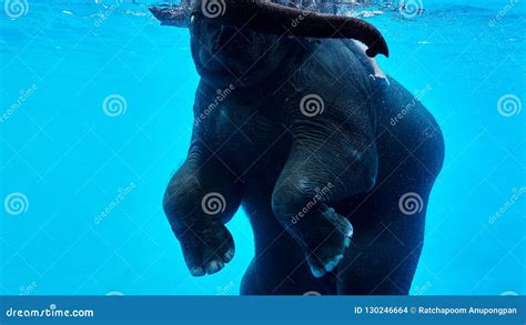 Close Up. Baby Elephant Playing in Water Editorial Stock Image - Image ...