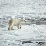 Urso Polar Caracter Sticas Habitat E Fotos