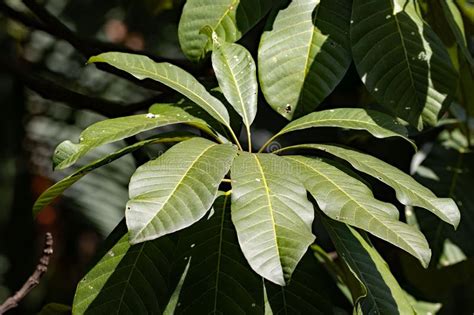 Leaves Of Jelutong Dyera Costulata Stock Photo Image Of Canopy