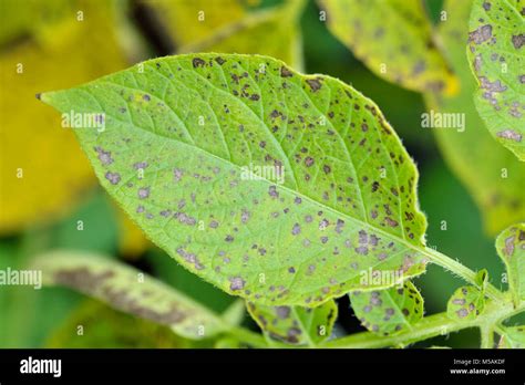 Potato Leaf Blight On Maincrop Potato Foliage A Fungal Problem