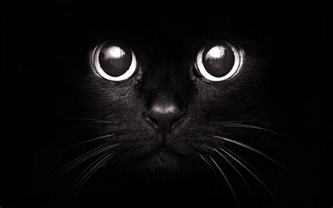 Black Kitten Wallpapers - 4k, HD Black Kitten Backgrounds on WallpaperBat