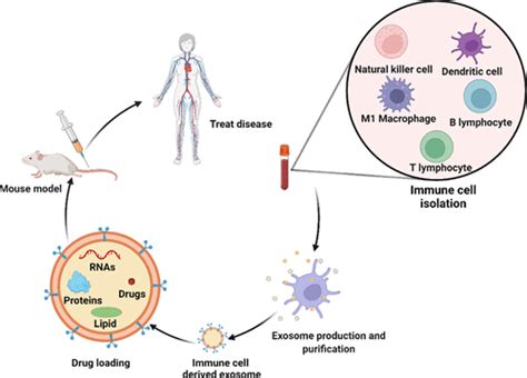 Immune Cell Derived Exosomes For Cancer Therapy Molecular Pharmaceutics