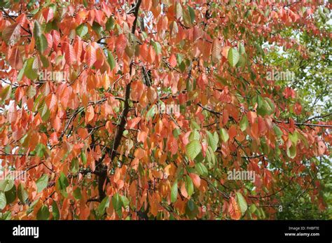 Wild Cherry Tree Autumn Prunus Avium Fotos Und Bildmaterial In Hoher