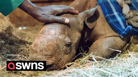 Orphaned Baby Rhino Goes On A Walk With Keepers After Being Rescued