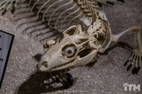 Photos Animal Skeletons Take Center Stage At I Drive 360 Museum