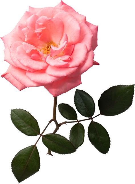 Free Fondo De Transparencia De Flor Rosa Rosa 8848133 PNG With