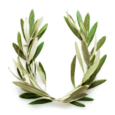 Olive Tree And The Olympic Games Gold Grelia