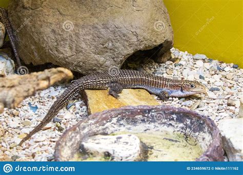 Lizard In The Terrarium Of The St Petersburg Zoo Stock Photo Image