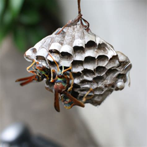 How To Get Rid Of Hornets Nest Best Methods For Effective Removal