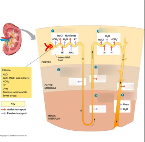 Chapter 44 Osmoregulation And Excretion Diagram Quizlet