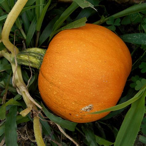 Organic Pie Pumpkin – Grow Organic