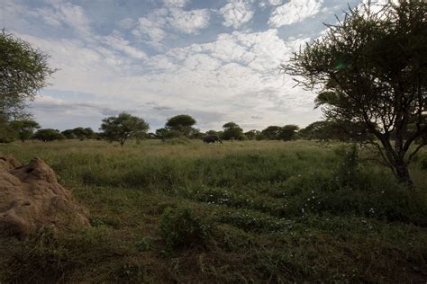 Elephants Of Tarangire Elephants In Tarangire National Par Flickr