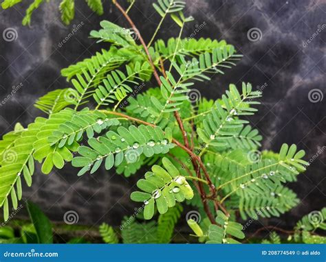 Plantas De Hojas Que Crecen Y Se Desarrollan En El Este De Indonesia