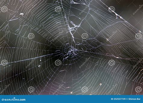 Spider Web On Tree Leaves In A City Park Stock Image Image Of Season