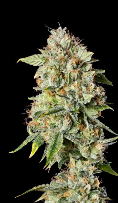 OG Kush Strain Profile | Conception Nurseries