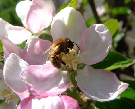 The Decline Of Pollinators Threatens Food Security Earth Wise