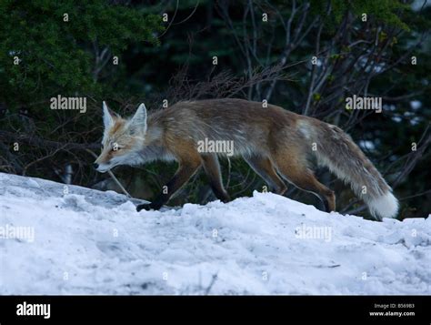 Cascade Red Fox Hi Res Stock Photography And Images Alamy