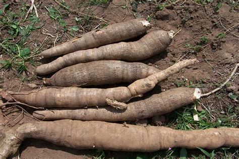 15 Proven Health Benefits Of Cassava Manioc Or Yuca How To Ripe