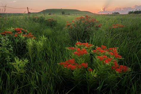 Wildflowers At Sunset Photograph By Scott Bean