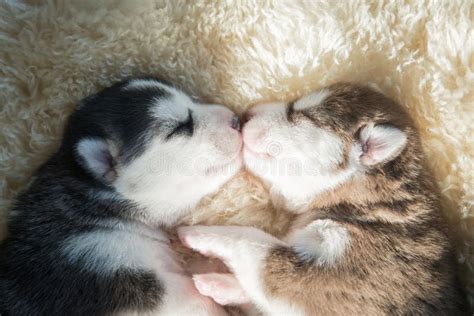 Newborn Siberian Husky Puppies Sleeping Stock Photo - Image of puppy, small: 61728642