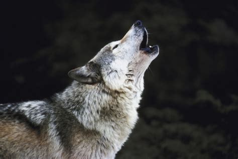 Wolves In The Alps Protect The Wolves™