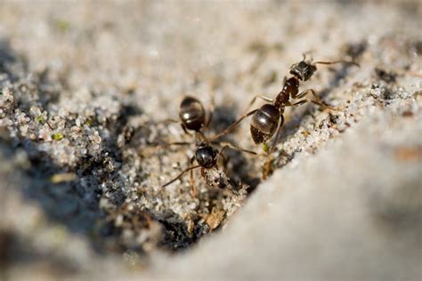 Identifying And Controlling Ant Infestations At Home