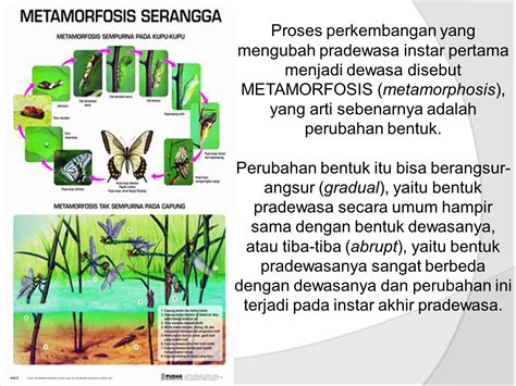 Anatomi Dan Fisiologi Serangga Ppt Download