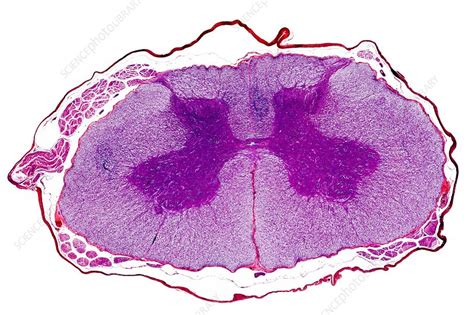 Spinal Cord Cross Section Microscope