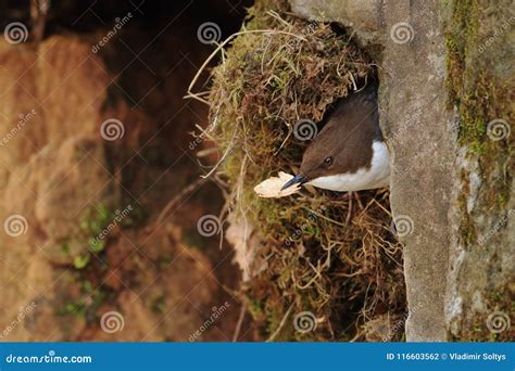 Dipper building nest stock photo. Image of wall, color - 116603562