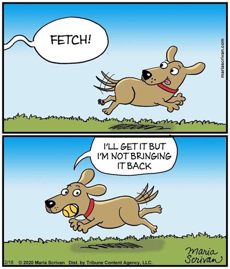 Pin By Cathy Zembower On Jack Russells Funny Jokes With Images