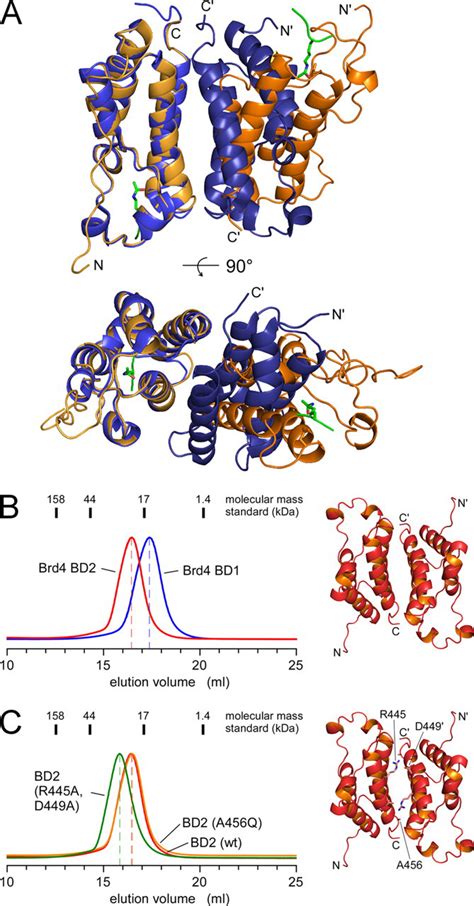 Structures Of The Dual Bromodomains Of The P Tefb Activating Protein