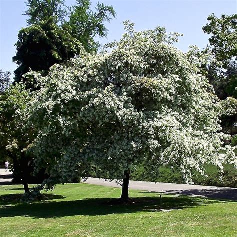 Chionanthus Retusus Chinese Fringetree Chinese Fringe Tree North Carolina Extension