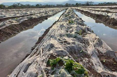 Lluvias En Puebla Afectan Casi 400 Hectáreas De Cultivo En Una Semana