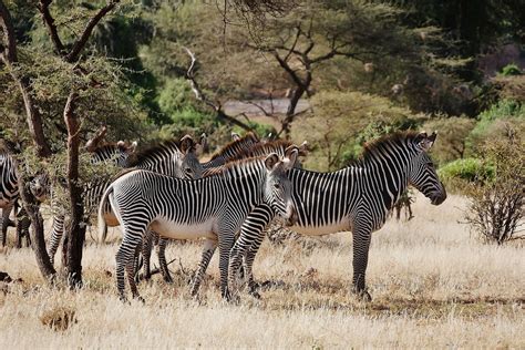 Grevy Zebra Herd Equus Grevyi Lewa Wildlife Conservancy Flickr