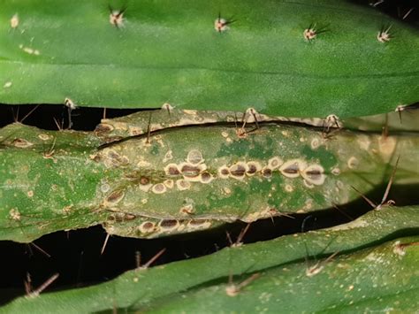 Black Spots On Cactus