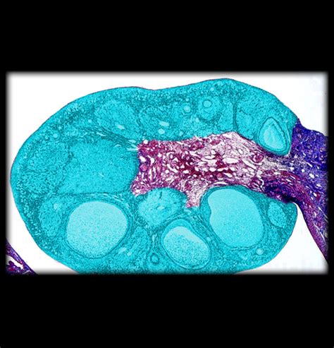 Female Reproductive System Flashcards Quizlet