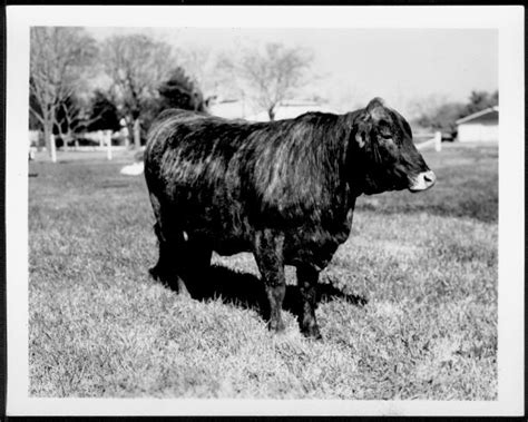 Photograph Of A Hereford Brahman Cross In Crimson Clover Pasture