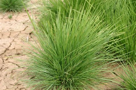 Hairgrass - Tufted - Oregon Wholesale Seed Company