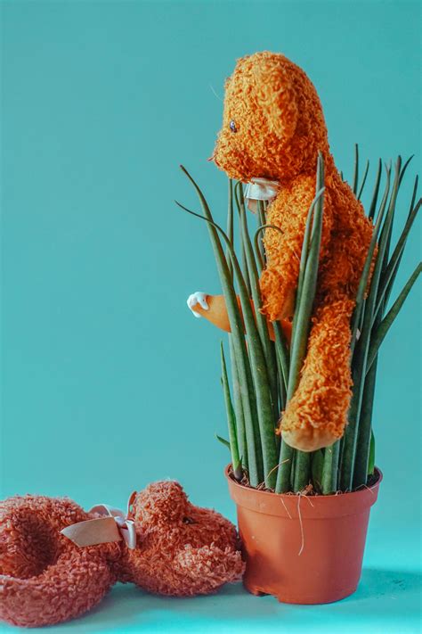 Brown Teddy BearsFree Stock Photo